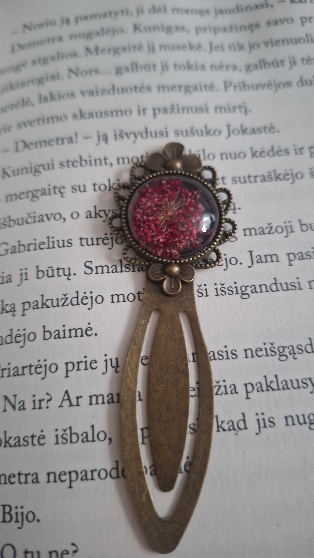 Skirtukas su Laukine morka